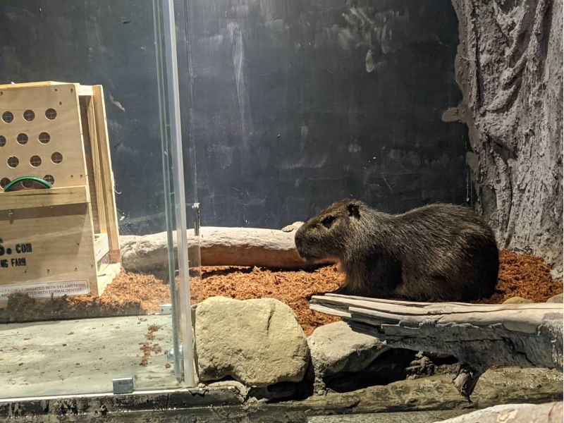 新竹市動物園嬌客-水豚，模樣超萌。  圖片來源：新竹市動物園