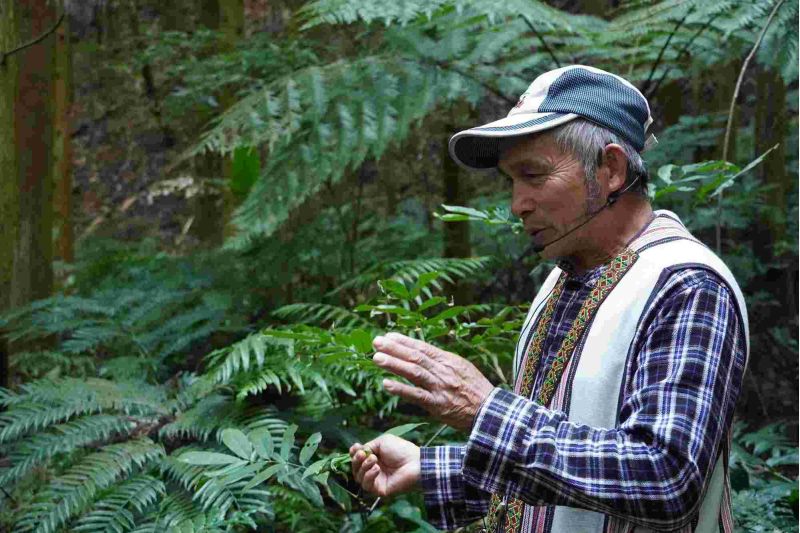 耆老教導辨識山林植物  圖片來源：圈谷資訊股份有限公司