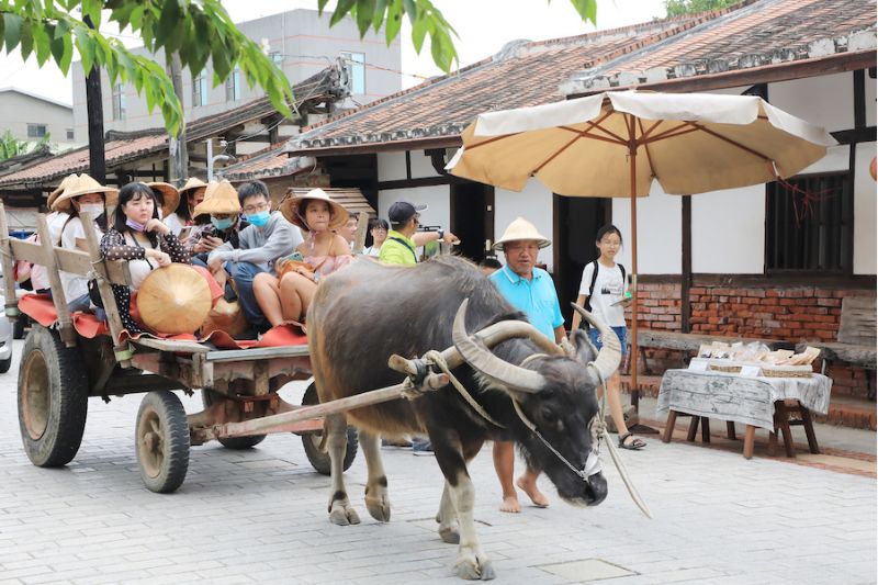 「臺南旅・行家」踩線團搭乘牛車巡禮台南菁寮老街