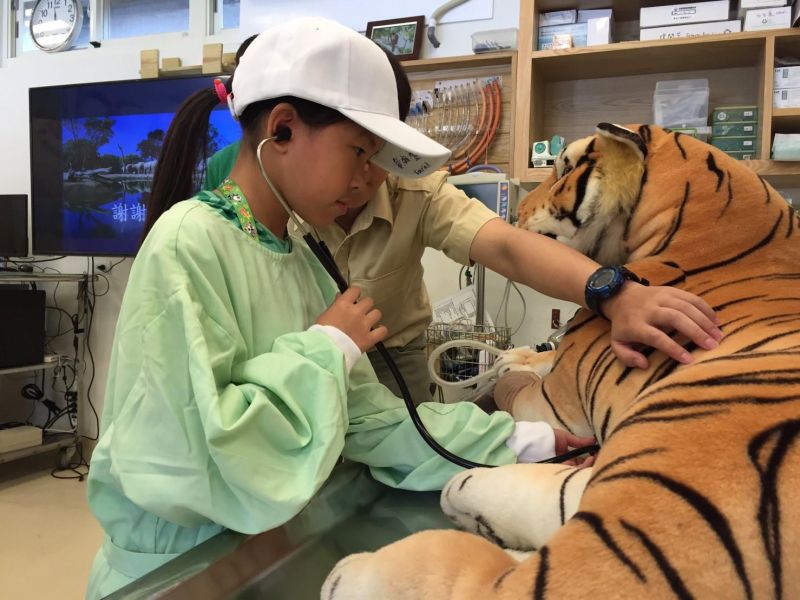 化身獸醫實習生模擬幫老虎看病，照顧生病住進動物醫院的動物，隨時掌握動物健康狀況。  圖片來源：六福村