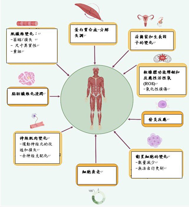 與肌肉減少症發病機制有關的機制  圖片來源：北榮新竹分院